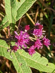 Vernonia gigantea