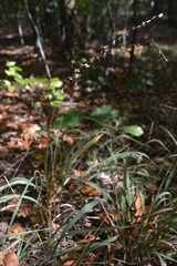 Chasmanthium sessiliflorum