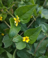 Calyptocarpus vialis