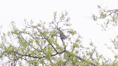 Polioptila dumicola