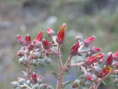 Dudleya