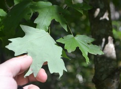 Acer floridanum