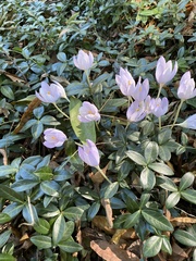 Crocus kotschyanus