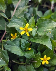 Calyptocarpus vialis