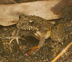 Litoria inermis