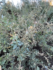 Atriplex lentiformis