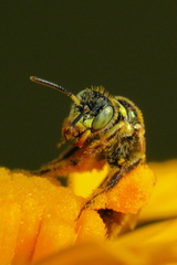 Cockerellia