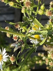 Chrysomya rufifacies