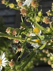 Chrysomya rufifacies