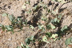 Mirabilis multiflora