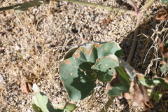Mirabilis multiflora
