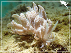 Phyllodesmium lizardense