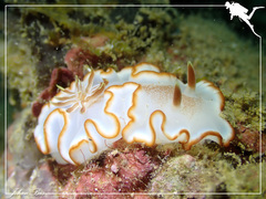 Glossodoris rufomarginata