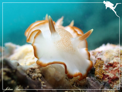 Glossodoris rufomarginata