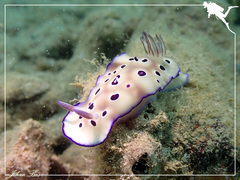 Hypselodoris tryoni