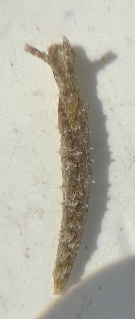 Papillose Elysia
