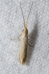 Ypsolopha