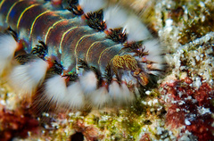 Hermodice carunculata