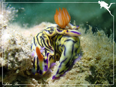 Hypselodoris zephyra