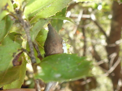 Heteroecus pacificus