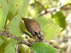 Heteroecus pacificus