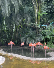 Phoenicopterus