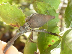 Heteroecus pacificus