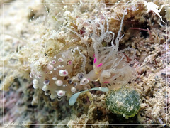 Alicia pretiosa