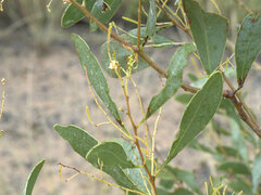 Acacia penninervis