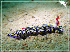 Hypselodoris infucata