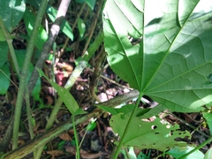 Hampea