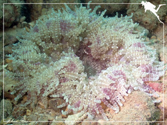 Heteractis aurora