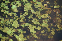 Hydrocotyle ranunculoides