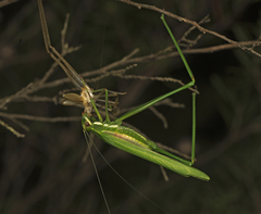 Polichne