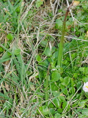 Microtis unifolia