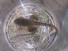 Limnonectes kuhlii