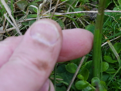 Microtis unifolia