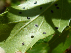 Tetraleurodes perileuca