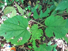 Hampea