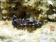 Polycera