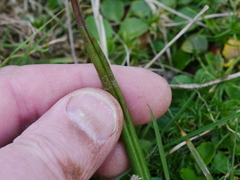 Microtis unifolia