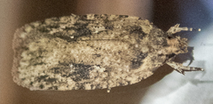 Agonopterix pulvipennella