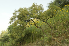 Eysenhardtia polystachya