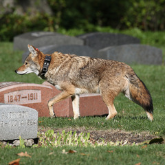 Canis latrans