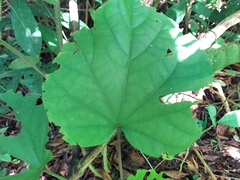 Hampea
