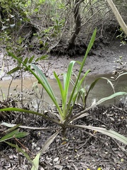 Crinum pedunculatum