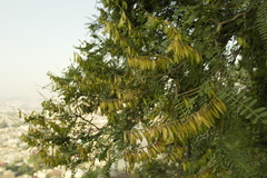 Eysenhardtia polystachya