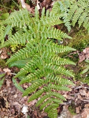 Dryopteris dilatata