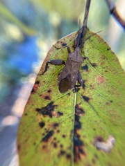 Piezogaster calcarator