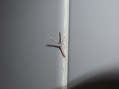 Agdistis